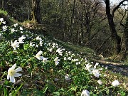 87 Distese di  Anemone nemorosa (Anemonoides nemorosa) 